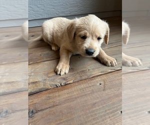 Mutt Dogs for adoption in CULLMAN, AL, USA