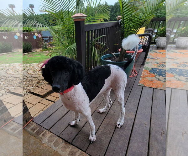 Medium Photo #6 Poodle (Standard) Puppy For Sale in Scottsboro, AL, USA