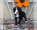 Small Photo #1 Boxer-Poodle (Standard) Mix Puppy For Sale in CANAJOHARIE, NY, USA