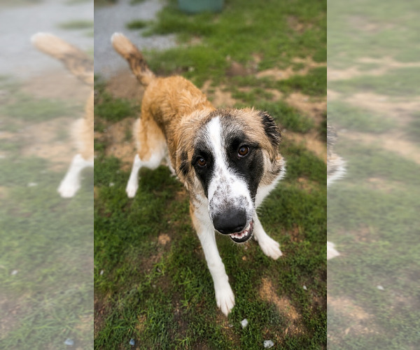 Medium Photo #2 Great Pyrenees-Unknown Mix Puppy For Sale in Thomasville, NC, USA