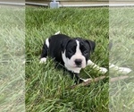 Small Photo #1 American Bulldog Puppy For Sale in NASHVILLE, TN, USA