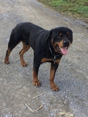 Father of the Rottweiler puppies born on 10/29/2017