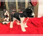 Small Photo #5 Poodle (Standard) Puppy For Sale in MIDDLETOWN, OH, USA