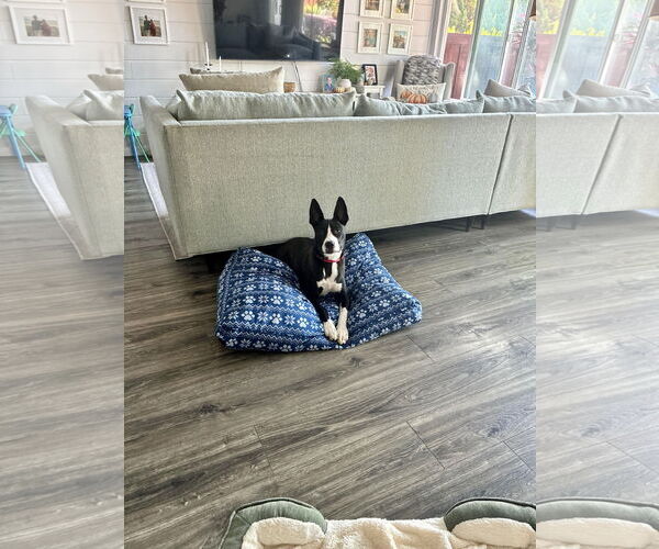 Medium Photo #7 Labrador Retriever-Unknown Mix Puppy For Sale in San Juan Capistrano, CA, USA