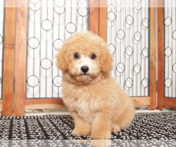 Medium Photo #4 Poochon Puppy For Sale in NAPLES, FL, USA