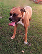 Small Photo #1 Boxer Puppy For Sale in OZARK, MO, USA