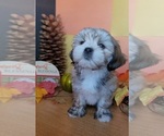 Small #6 Lhasa Apso