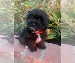 Small Photo #3 Maltipoo Puppy For Sale in TEMECULA, CA, USA