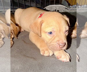 Rosalie- Belles & Beau Litter - Female American Staffordshire Terrier-Unknown Mix Dog for Adoption - Photo #6