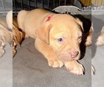 Small Photo #6 American Staffordshire Terrier-Unknown Mix Puppy For Sale in Holly Springs, NC, USA