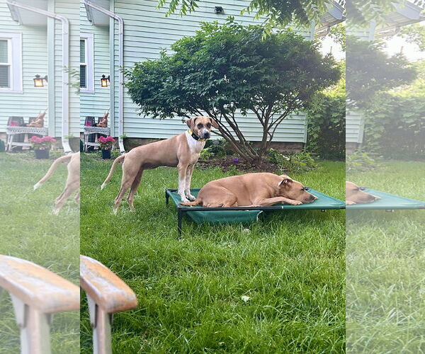 Medium Photo #10 Black Mouth Cur-Unknown Mix Puppy For Sale in Clinton , MI, USA