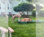 Small #9 Black Mouth Cur Mix