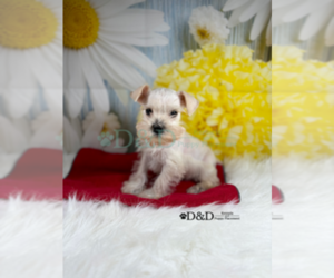 Schnauzer (Miniature) Puppy for sale in RIPLEY, MS, USA