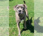 Small #1 Mutt