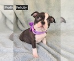 Small #3 Boston Terrier