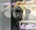 Small #1 Labrador Retriever