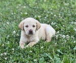 Puppy Barney Labrador Retriever