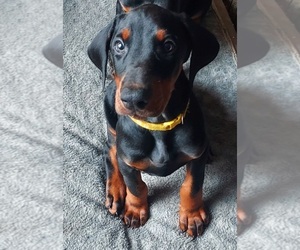 Doberman Pinscher Puppy for sale in NATRONA HEIGHTS, PA, USA