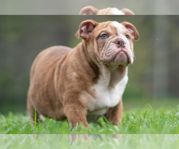Medium Photo #8 Bulldog Puppy For Sale in WARSAW, IN, USA