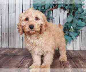 Goldendoodle (Miniature) Puppy for sale in MOUNT VERNON, OH, USA