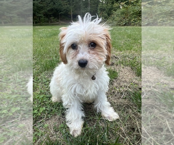 Medium Photo #8 Cavapoo-Poodle (Miniature) Mix Puppy For Sale in DURHAM, CT, USA