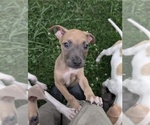 Puppy brownie American Pit Bull Terrier