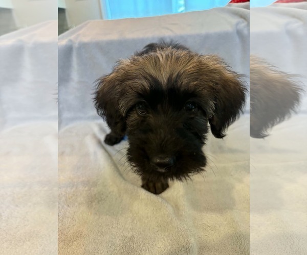 Medium Photo #5 Poodle (Standard)-Unknown Mix Puppy For Sale in Pacolet, SC, USA