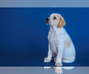 Labrador Retriever-Unknown Mix Dogs for adoption in The Woodlands, TX, USA