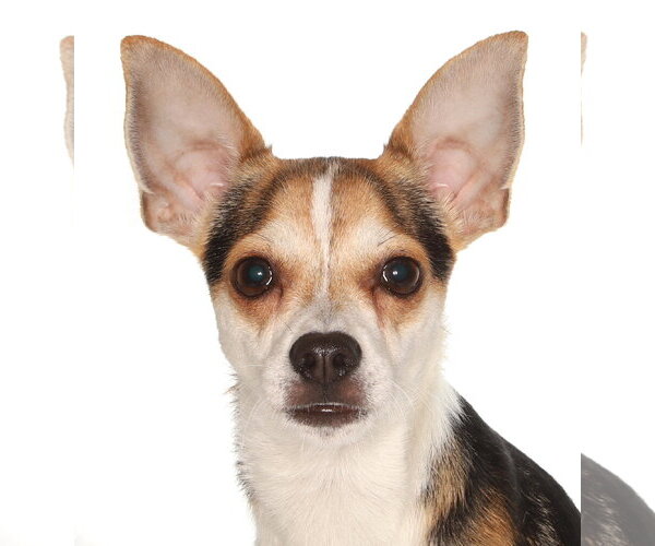 Medium Photo #1 Chihuahua-Unknown Mix Puppy For Sale in Oakland Park, FL, USA