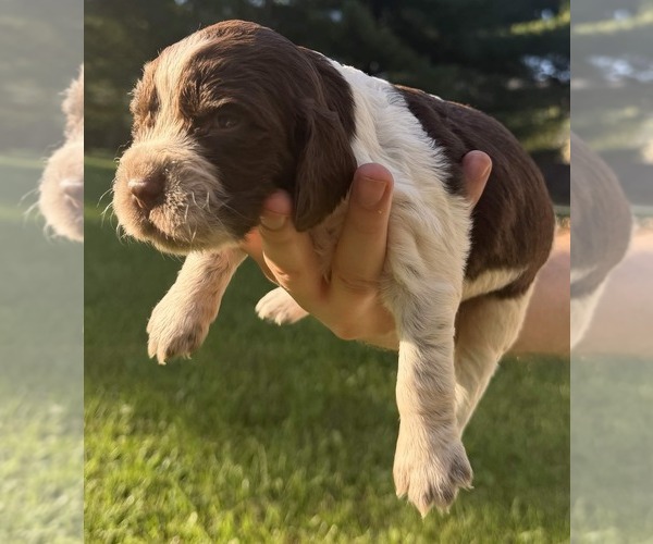 Medium Photo #1 English Springer Spaniel Puppy For Sale in SPOTSYLVANIA, VA, USA