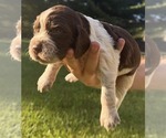 Puppy Paulie English Springer Spaniel