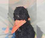 Puppy Malcolm Cockapoo