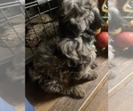 Puppy 6 Aussiedoodle-Goldendoodle Mix