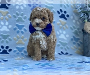 Poodle (Toy) Puppy for sale in LANCASTER, PA, USA