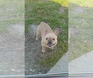 Father of the French Bulldog puppies born on 05/29/2025