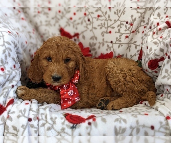 Medium Photo #3 Goldendoodle (Miniature) Puppy For Sale in OXFORD, PA, USA