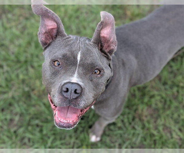 Medium Photo #3 Staffordshire Bull Terrier Puppy For Sale in Ocala, FL, USA