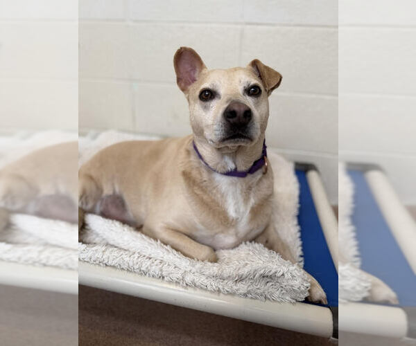 Medium Photo #2 Mutt Puppy For Sale in Petaluma, CA, USA