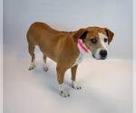 Small #4 Mutt
