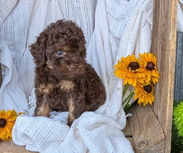 Medium Photo #58 Cock-A-Poo Puppy For Sale in GOSHEN, IN, USA