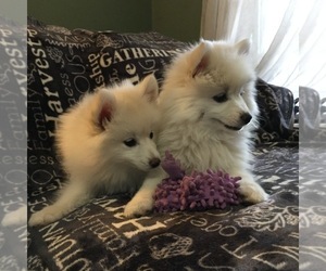 Pomsky Puppy for sale in CHESHIRE, MA, USA