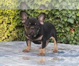 French Bulldog Puppy for sale in PHENIX CITY, AL, USA