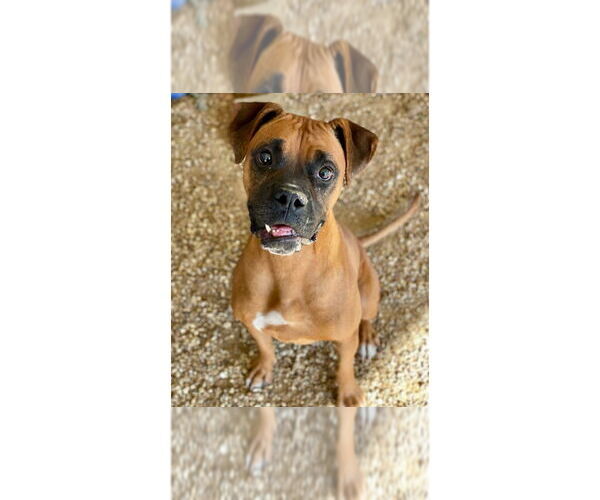 Medium Photo #1 Boxer Puppy For Sale in Austin, TX, USA