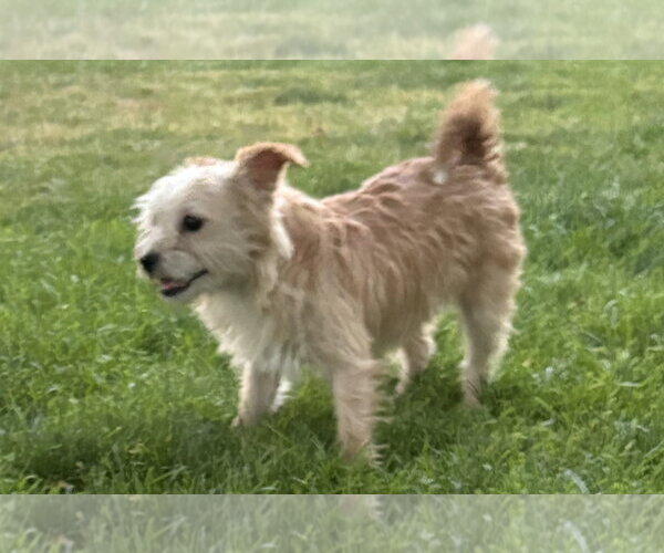 Medium Photo #5 Mutt Puppy For Sale in Sandy, UT, USA