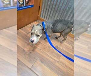Darcy (TX) - Female Mutt Dog for Adoption - Photo #3