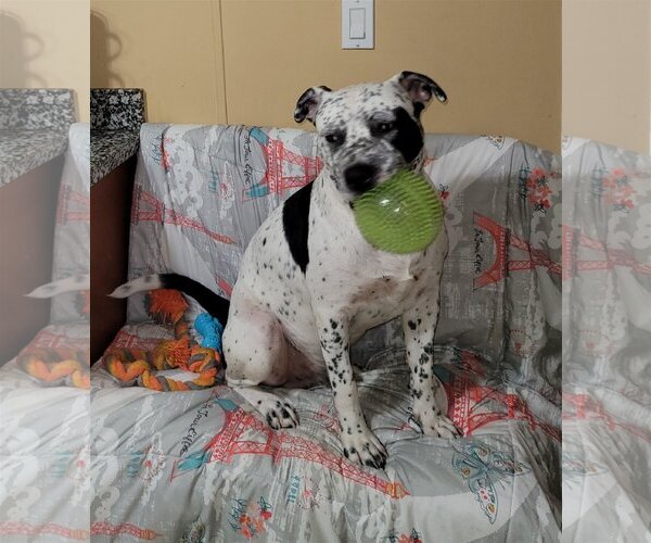Medium Photo #1  Puppy For Sale in , 