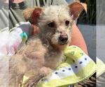 Small #2 Poodle (Miniature) Mix