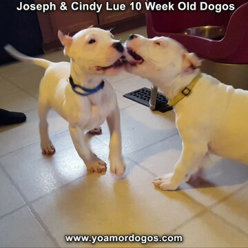 Medium Photo #107 Dogo Argentino Puppy For Sale in PINEVILLE, MO, USA