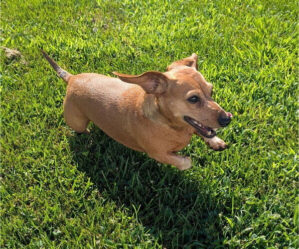 Medium Photo #6 Dachshund Puppy For Sale in Shelbyville, TN, USA