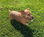 Small #5 Dachshund